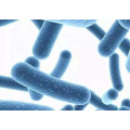 Producing high quality Bifidobacterium Adolescentis probiotics technical China suppliers